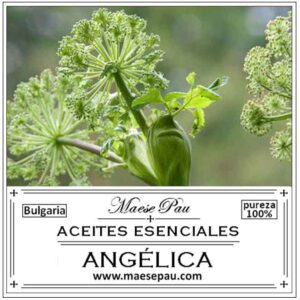 Esenciální olej Angelica