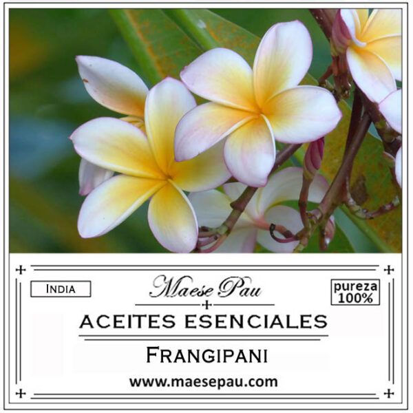 aceite esencial de frangipani