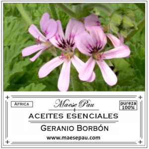 bourbon geranium essential oil