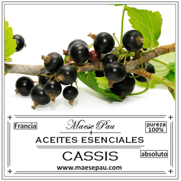 absoluto de cassis para perfumería