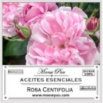 Absoluto de Rosa Centifolia