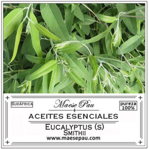 eucalyptus smithii essential oil