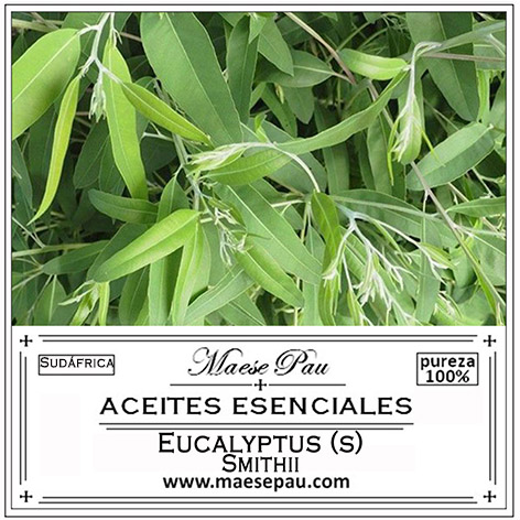 aceite esencial de eucalipto smithii