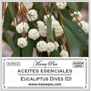 huile essentielle d'eucalyptus plonge