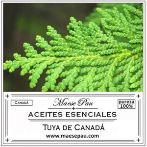 thuja essential oil from canada