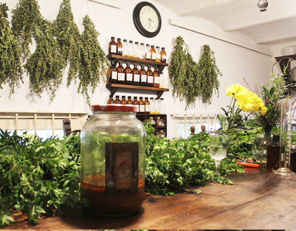 aprender a destilar plantas medicinales
