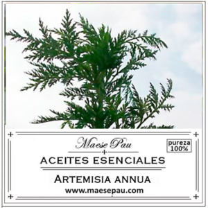aceite de Artemisia annua